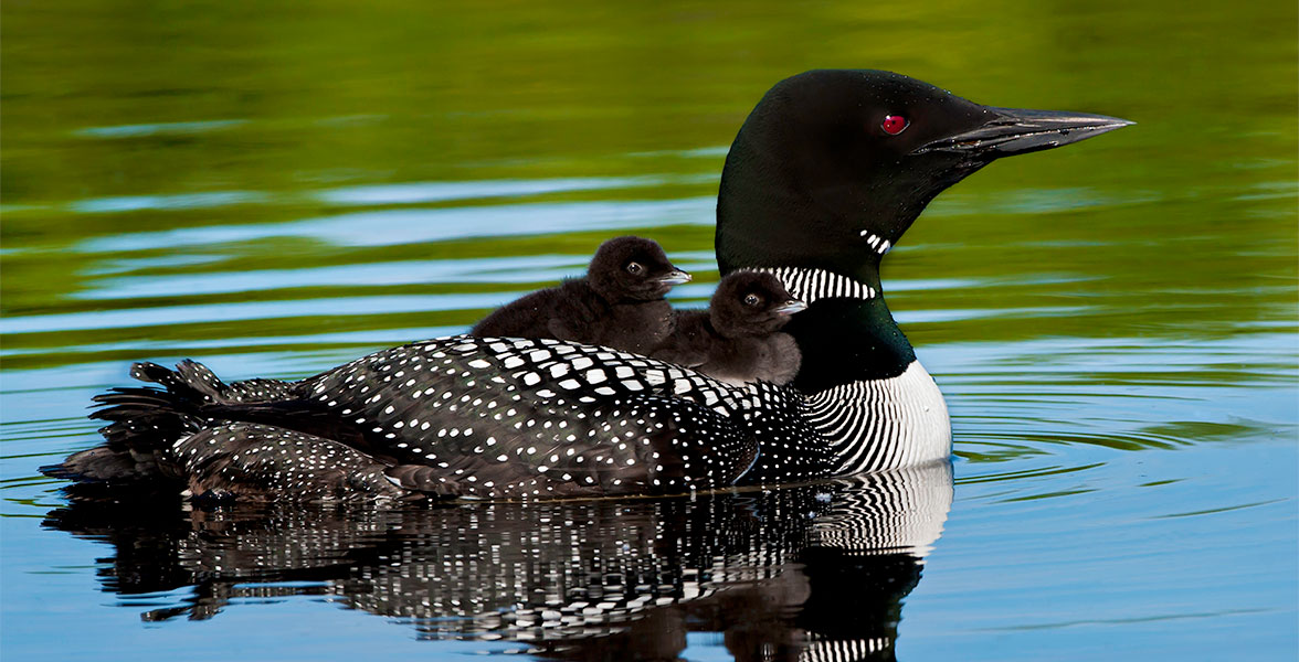 Common Loon