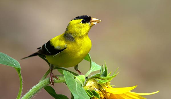 American Goldfinch