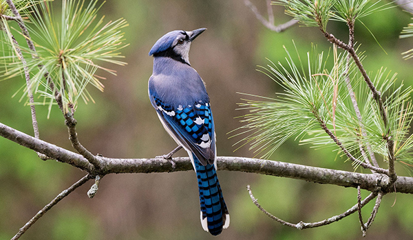 Blue Jay