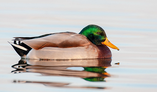 Mallard