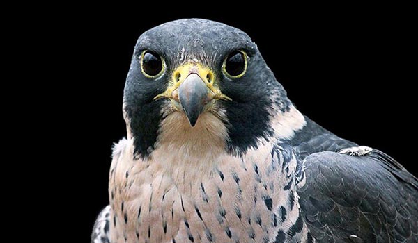 Peregrine Falcon