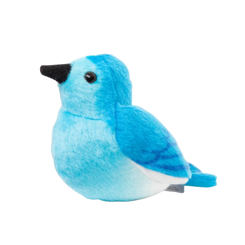 Mountain Bluebird