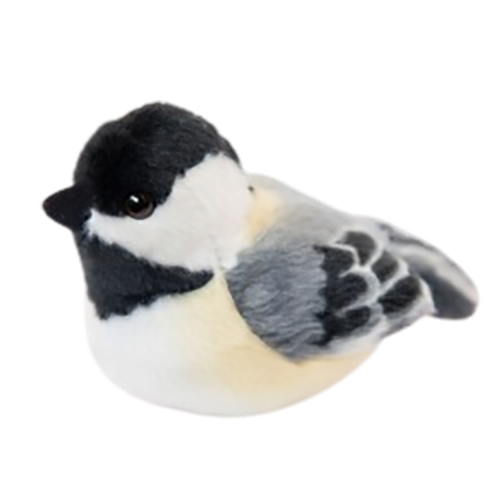 Black-capped Chickadee