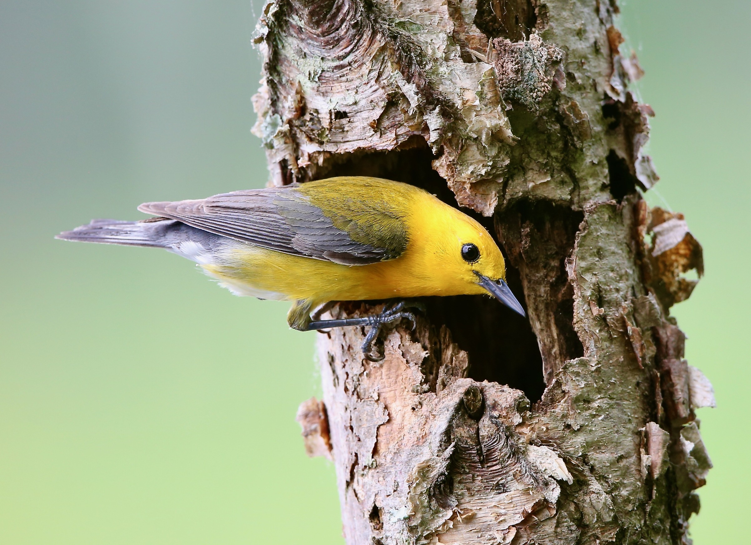 Prothonotary Warbler. Photo: Mark Gallerani
