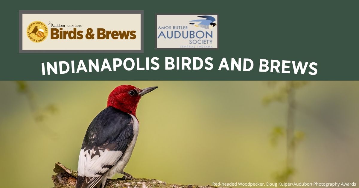 Birds and Brews
