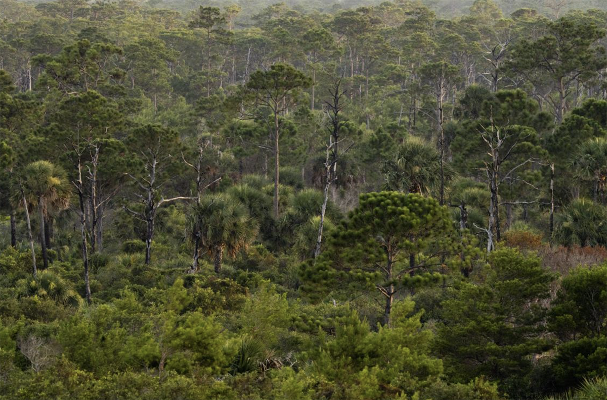 aerial view of a tree canopy