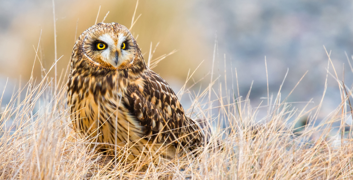 Short-eared Owl sits on ground, camouflaging amidst dried grasses.