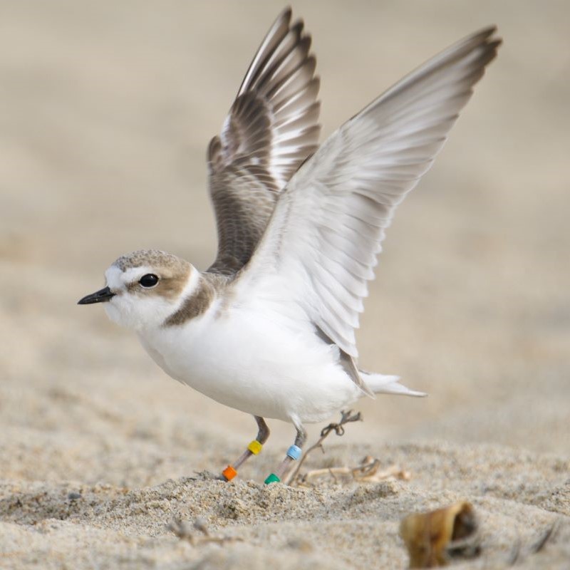 A Snowy Plover stretches its wings on the sand.