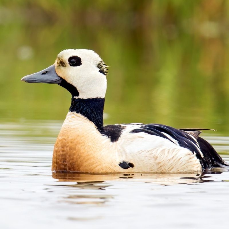 A Steller's Eider, a brown duck with a black collar and white face, sits in some shallow water.