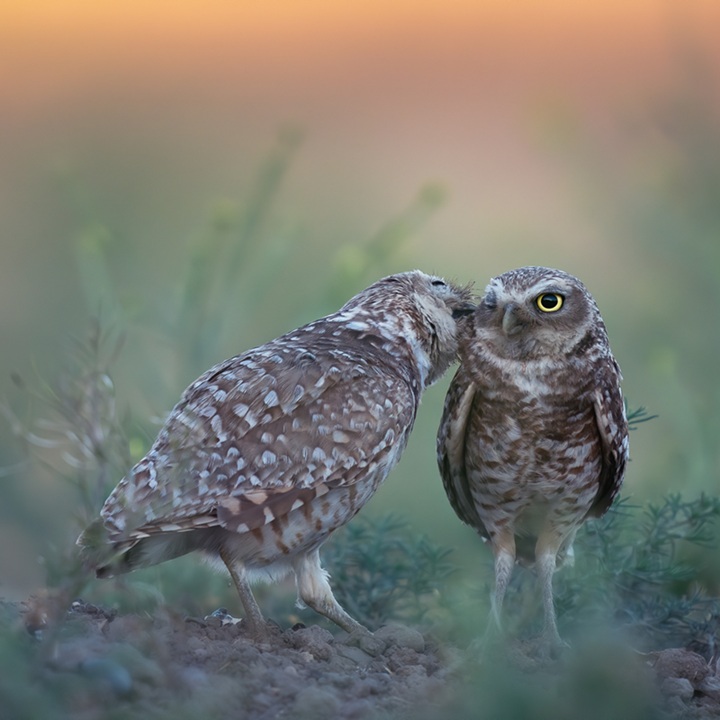 Western Burrowing Owls depend on expanses of open space in California. Western Burrowing Owl Photo: Elizabeth Yicheng-Shen/Audubon Photography Awards