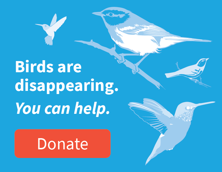 Birds are disappearing