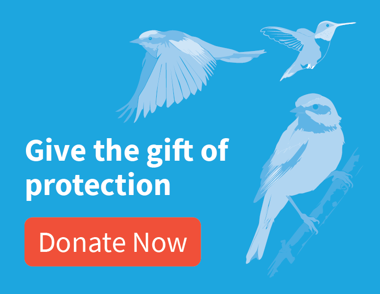 Give the gift of protection [donate now]; bird illustrations