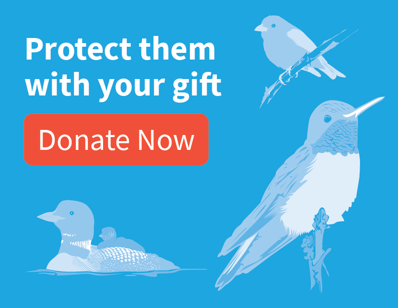 Protect them with your gift [donate now]; bird illustrations