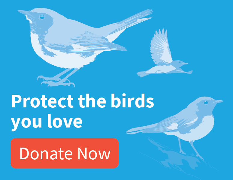 Protect the birds you love [donate now]; bird illustrations