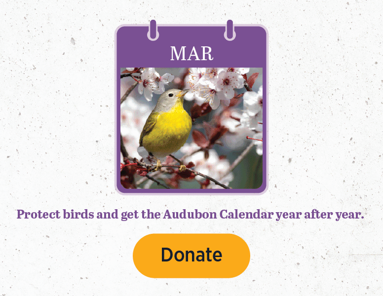 Protect birds and get the audubon calendar year after year