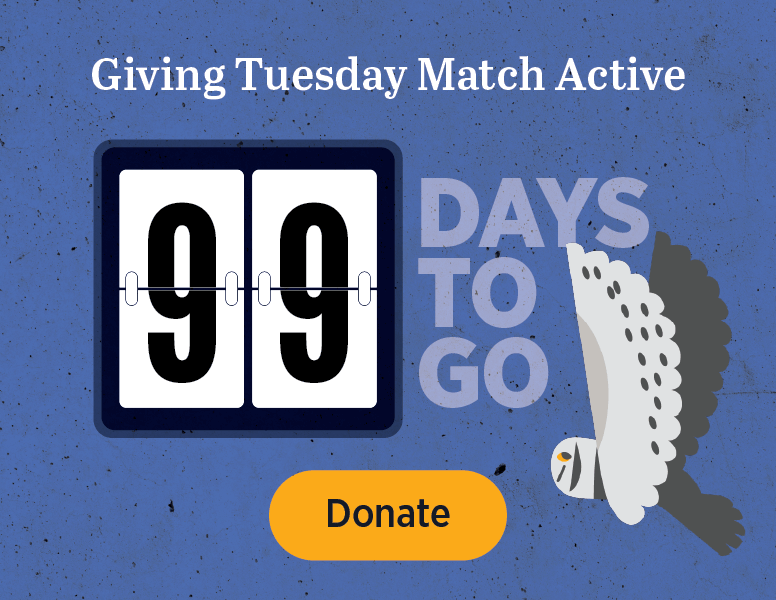 Giving Tuesday Match Active [Donate]