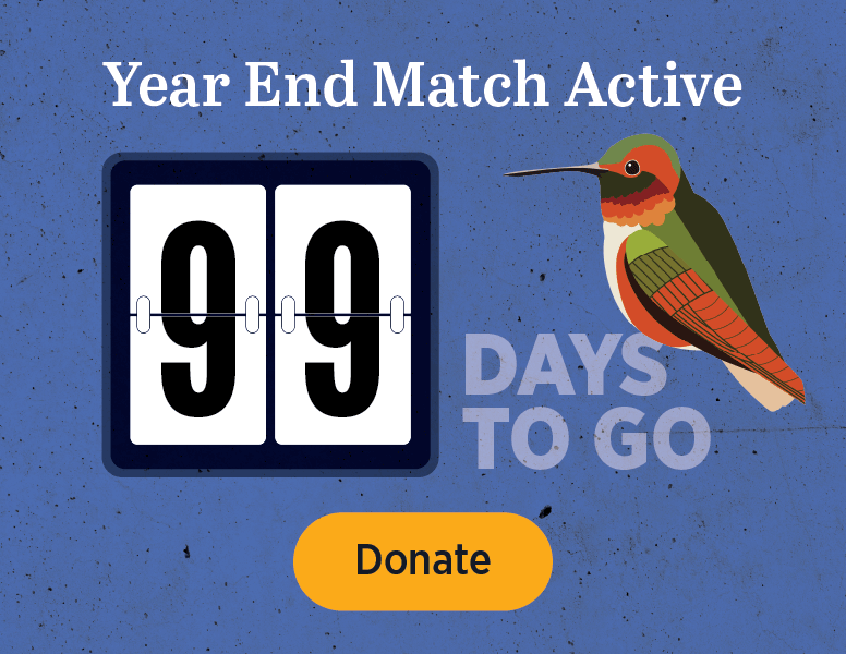 Year End Match Active