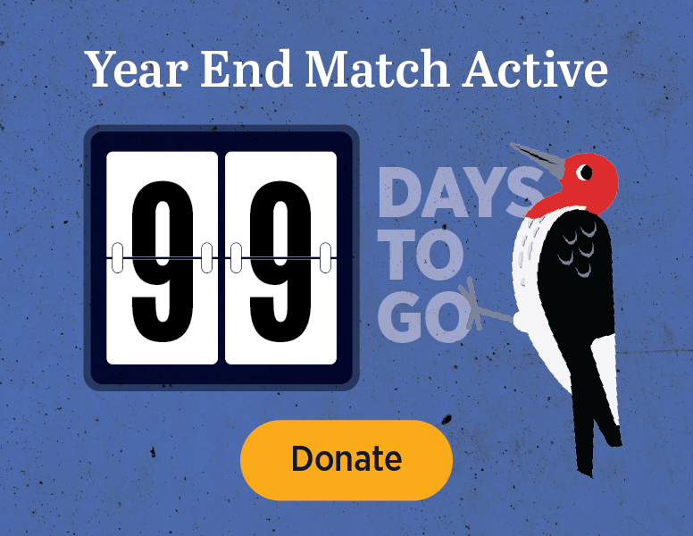 Year End Match Active