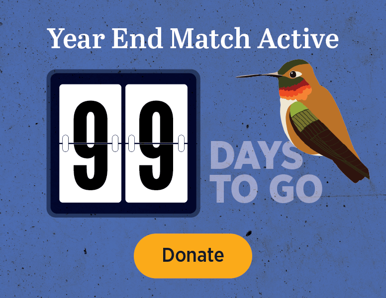 Year End Match Active