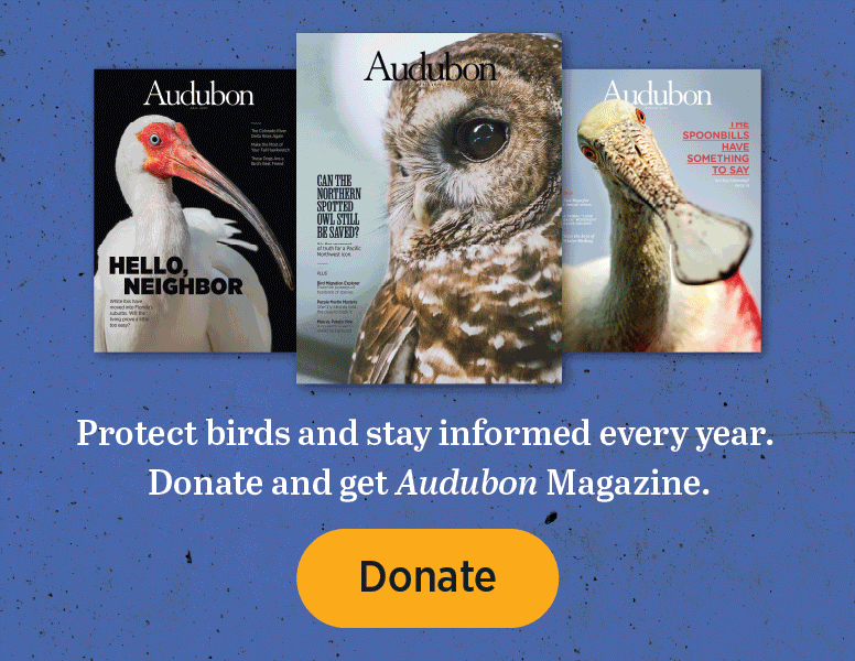 Audubon magazine