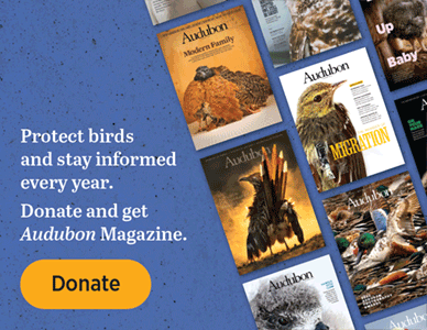 Audubon magazine