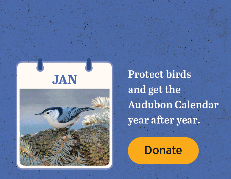Protect birds and get the Audubon Calendar year after year