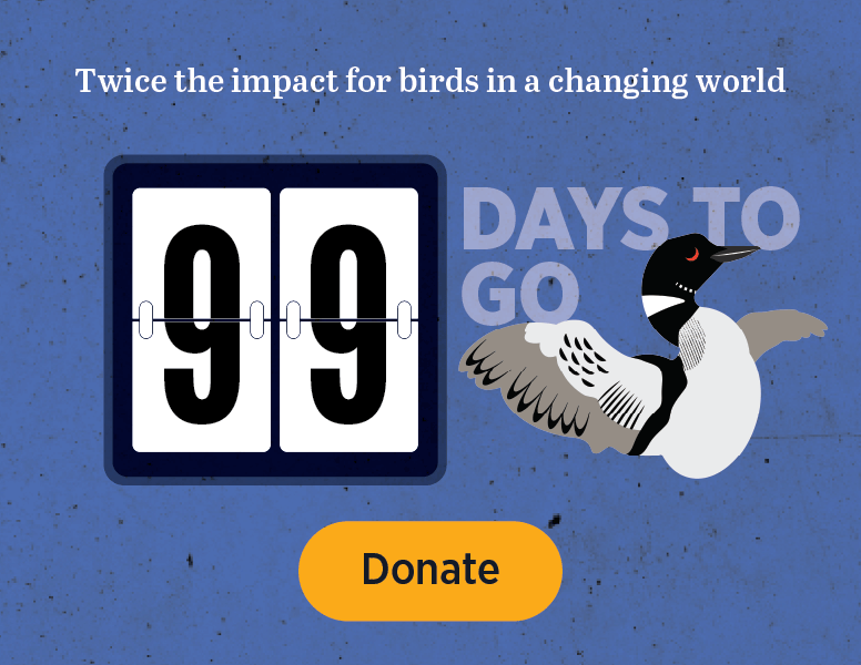 Twice the impact for birds in a changing world [Donate]