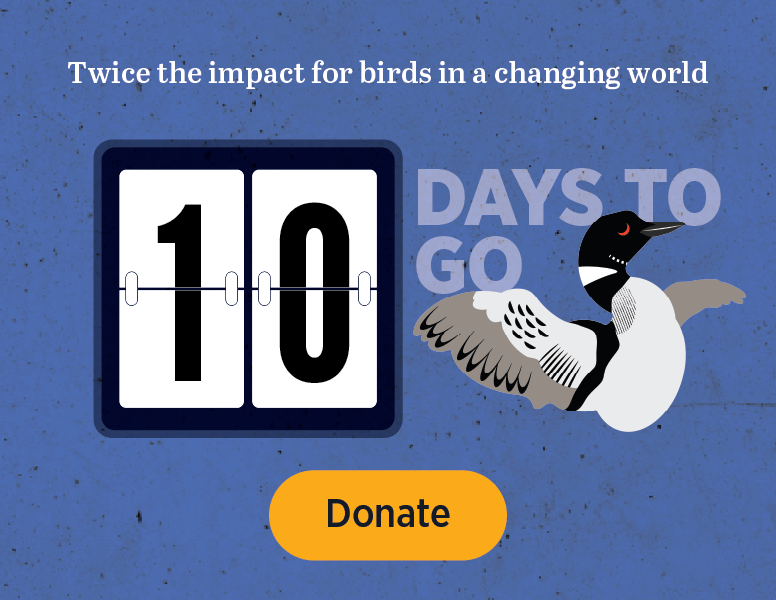 Twice the impact for birds in a changing world [Donate]
