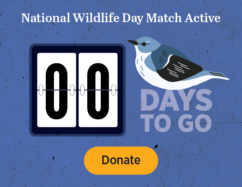 National Wildlife Day: 14 days to go