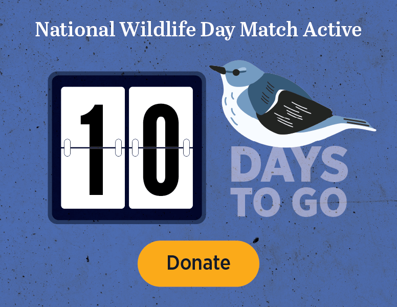 National Wildlife Day: 2 days to go