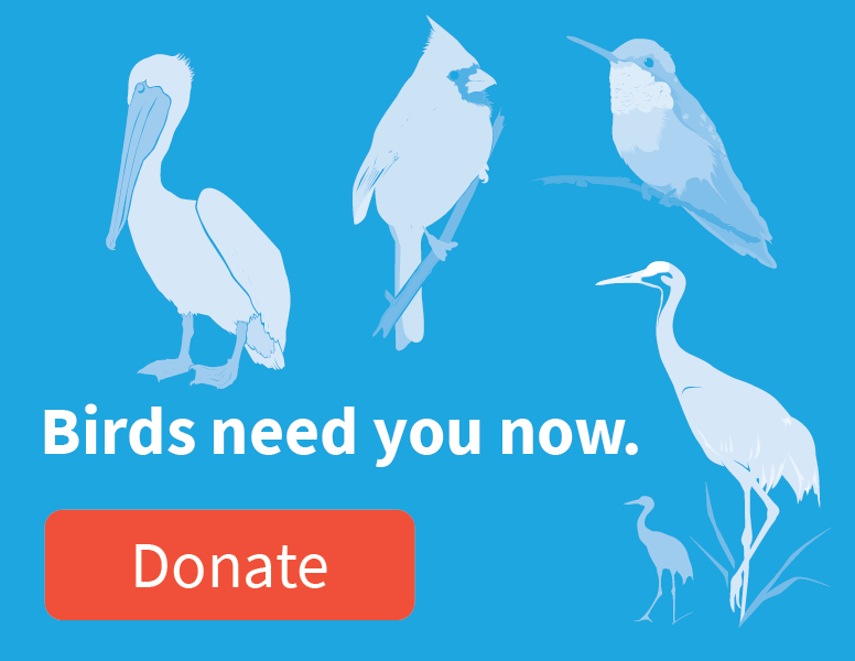 Birds Need You Now. Bird Illustrations