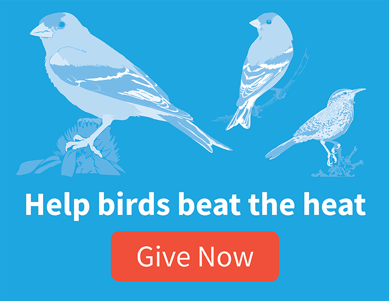Help birds beat the heat. [Give Now]
