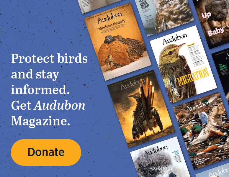 Protect birds and stay informed. Get Audubon magazine.
