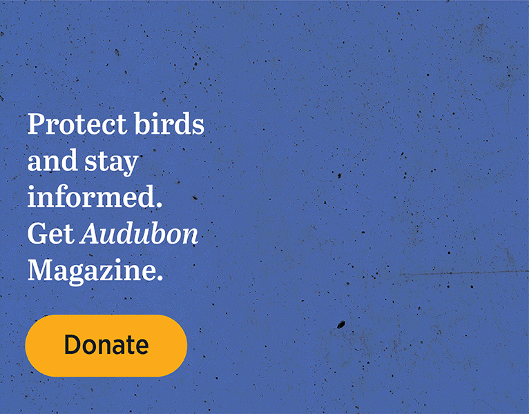 Protect birds and stay informed. Get Audubon magazine