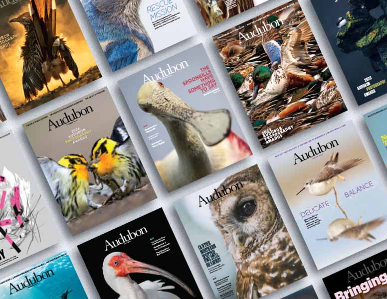 Audubon magazine