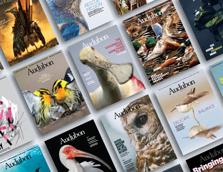 Audubon Magazine