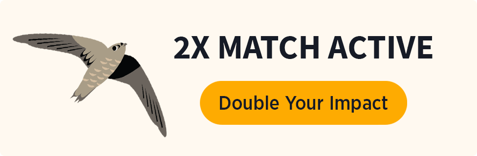 Chimney Swift; 2x Match active [double your impact]
