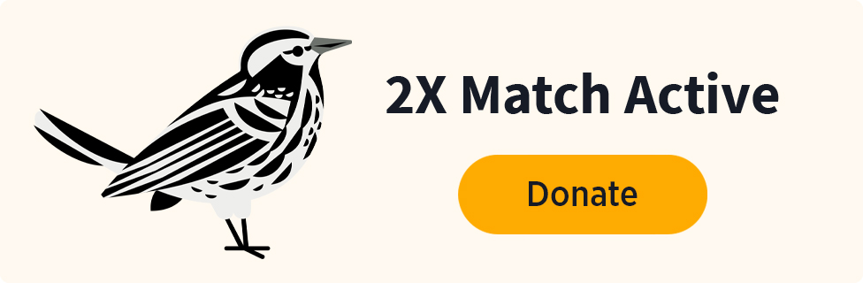 2x match active; bird illustration
