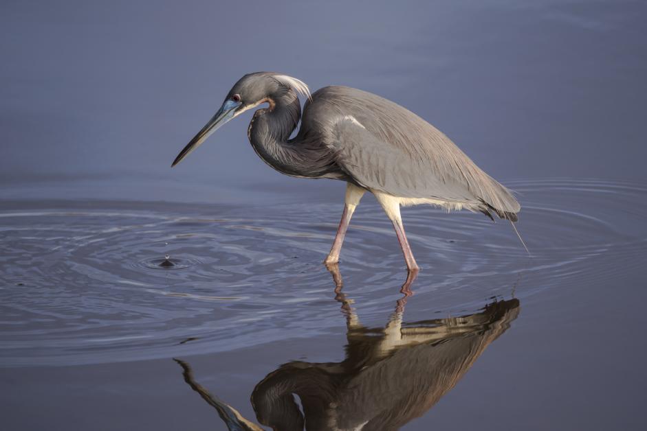 National Audubon Society