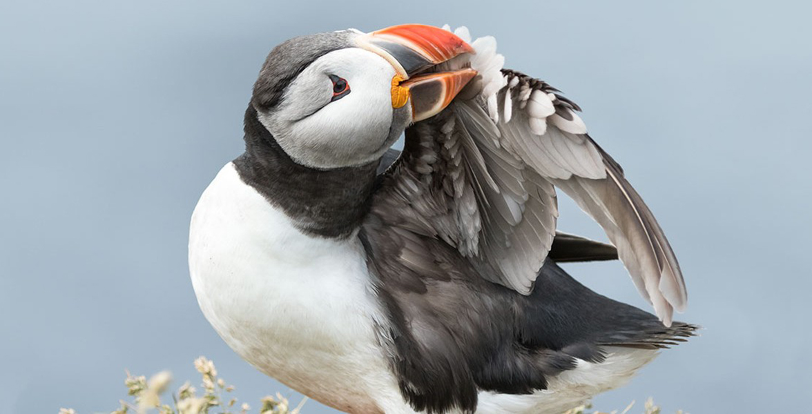 Atlantic Puffin. Photo: Catherine Dobbins d'Alessio/Audubon Photography Awards