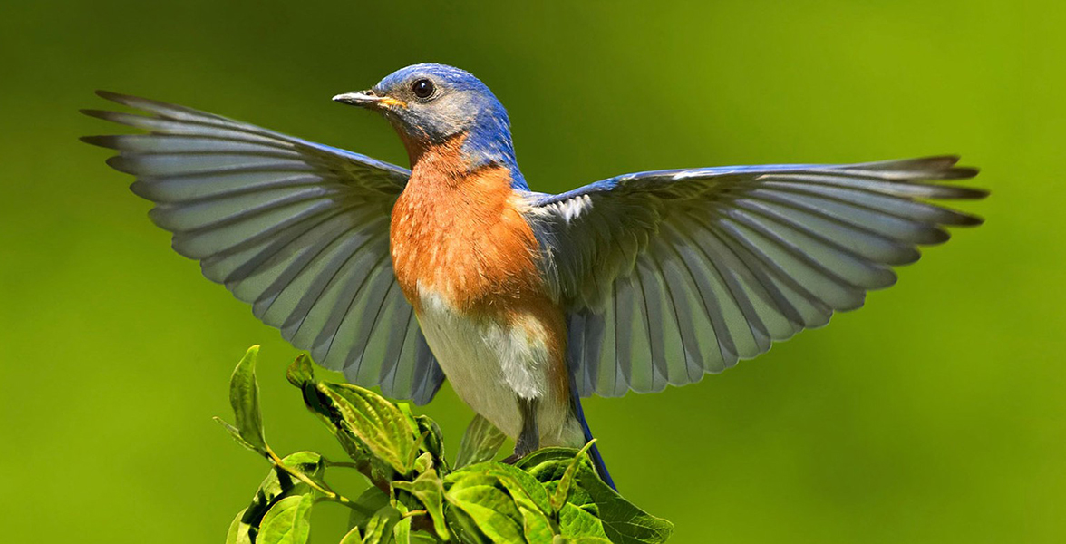 Photo: Jim Chagares/Audubon Photography Awards