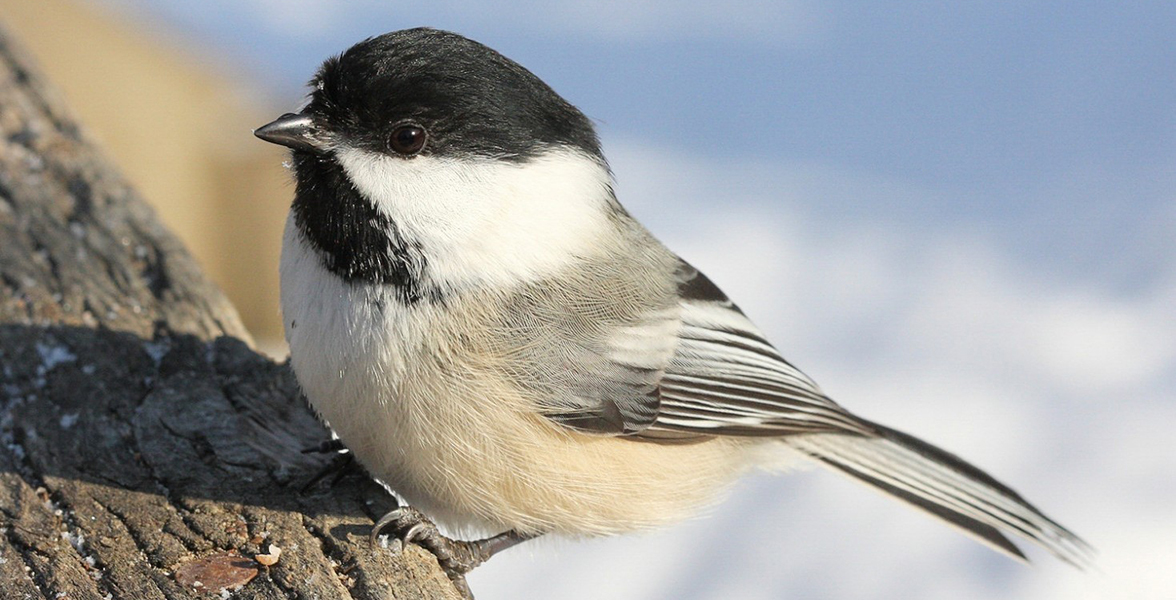 Black-capped Chickadee. Photo: Joanne Bovee/Great Backyard Bird Count