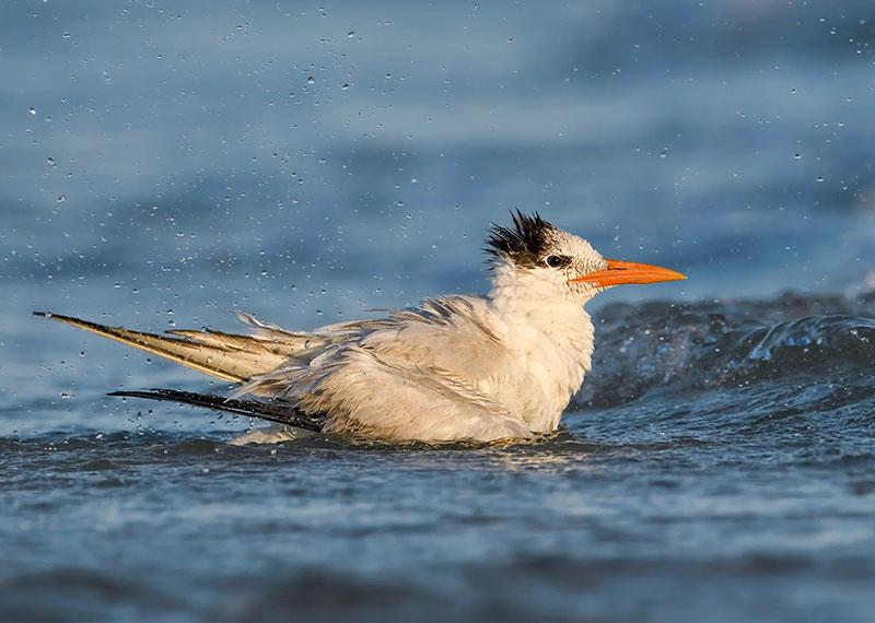 Royal Tern.