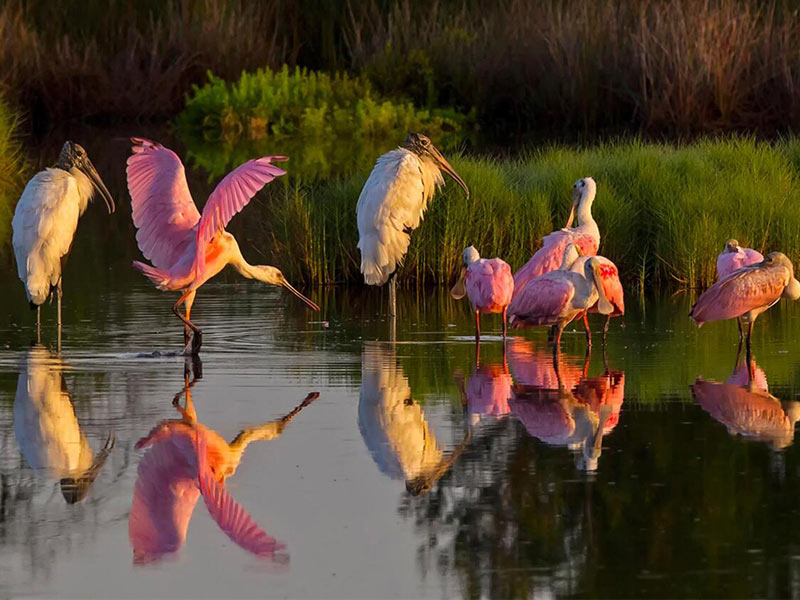 Wood Storks and Roseate Spoonbills standing in shallow water.