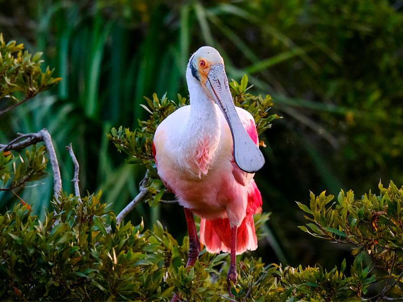 Photo of a Roseate Spoonbill.