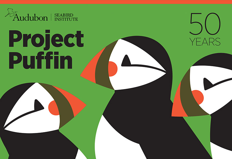 An illustration of three Atlantic Puffins.