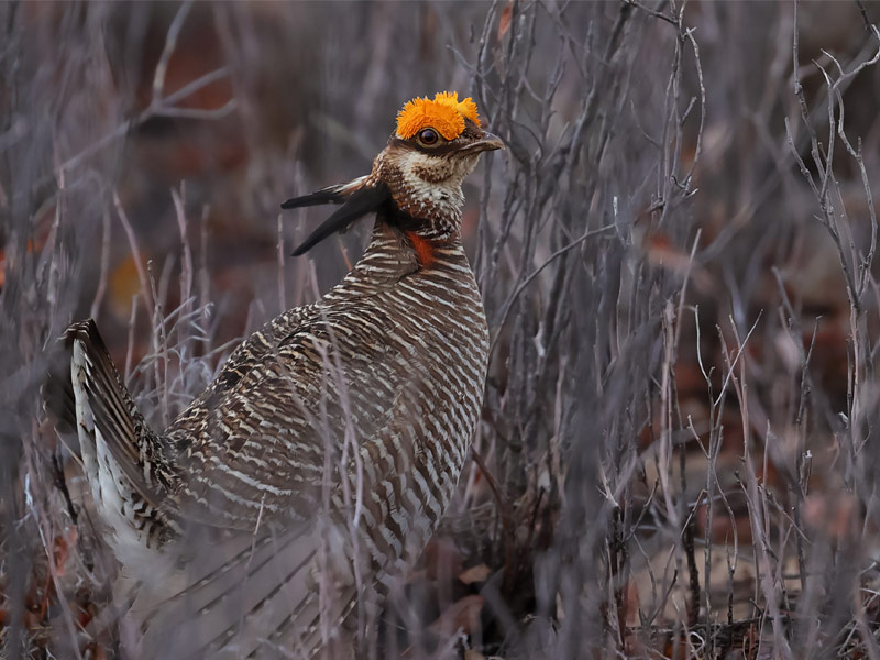 A photo of a Lesser Prairie-Chicken standing amongst bare twigs. Credit:  Danny Hancock/Audubon Photography Awards