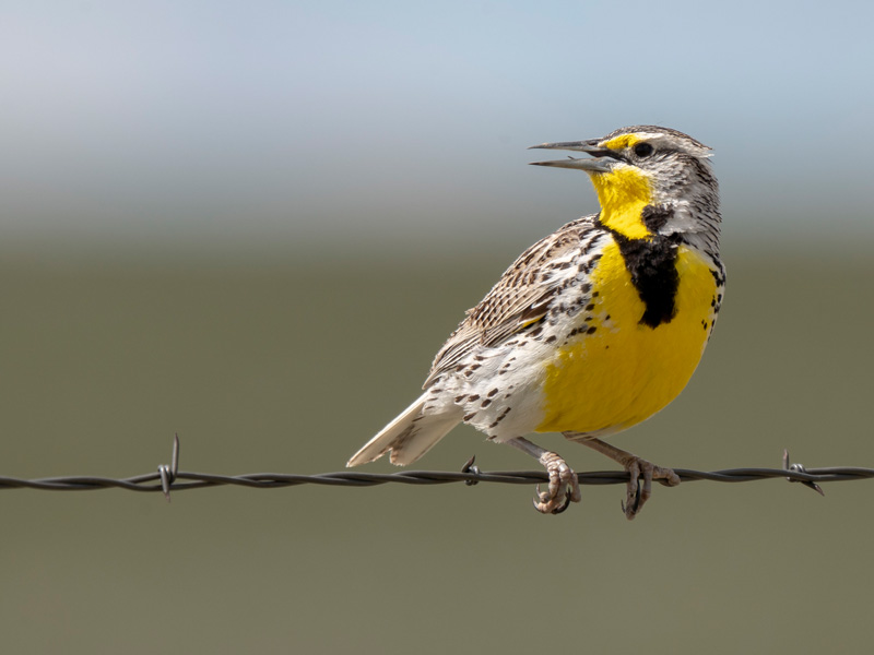 Photo of a Western Meadowlark perched on a wire. 