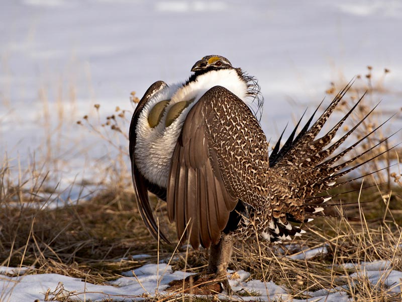 Photo of Greater Sage-Grouse in a snowy field.