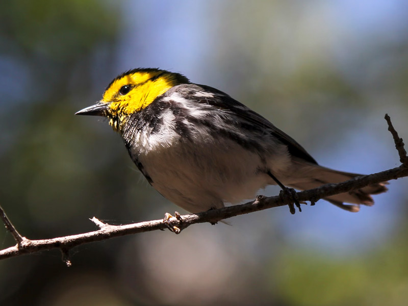 Photo of a Golden-cheeked Warbler perched on a tree branch.